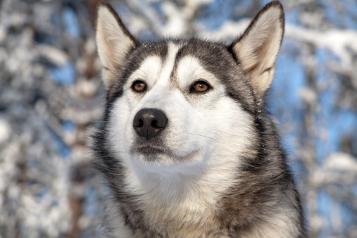 close-up portrait of noble sled dog a Chukchi husky breed dog on winter background