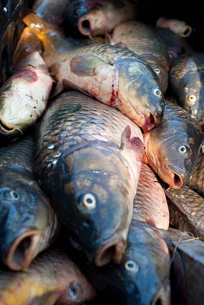 istock fresh water carp fish gasping for the air 152948562