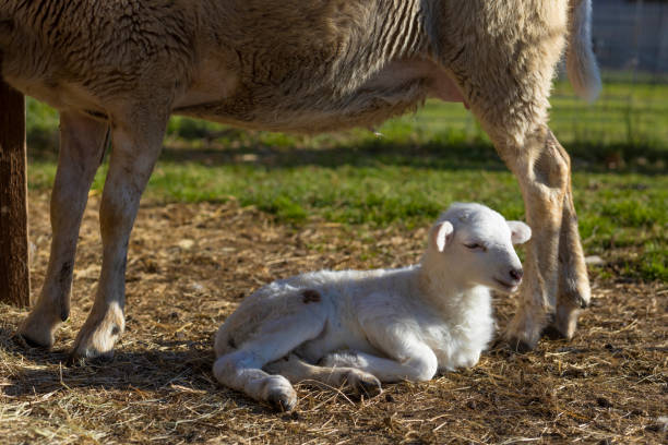 istock Small lamb resting at the feet of its ewe 1529499555