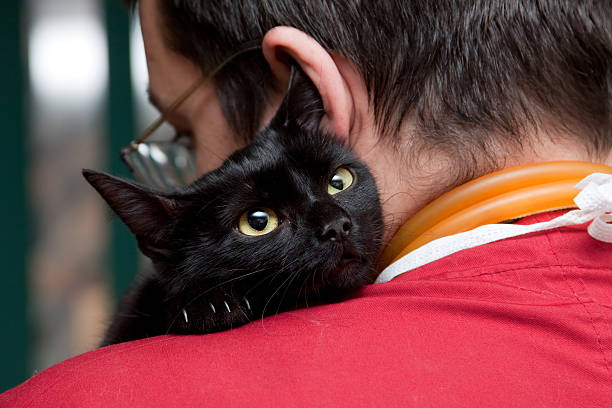 Vet caressing cute black cat on his shoulder stock photo