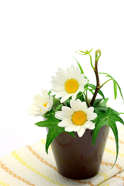 flor branca e hera - royal ivey imagens e fotografias de stock