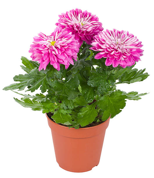 istock wet chrysanthemum flowers in pot 152950492