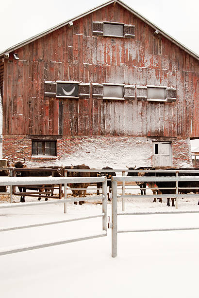 istock Winter scene on a grass fed organic farm 152950525