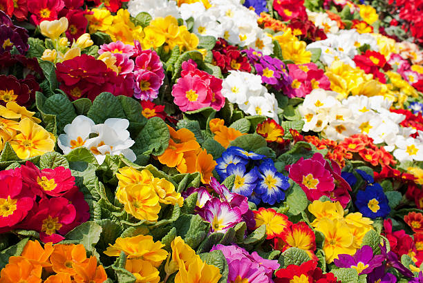 istock sea of primroses 152950633