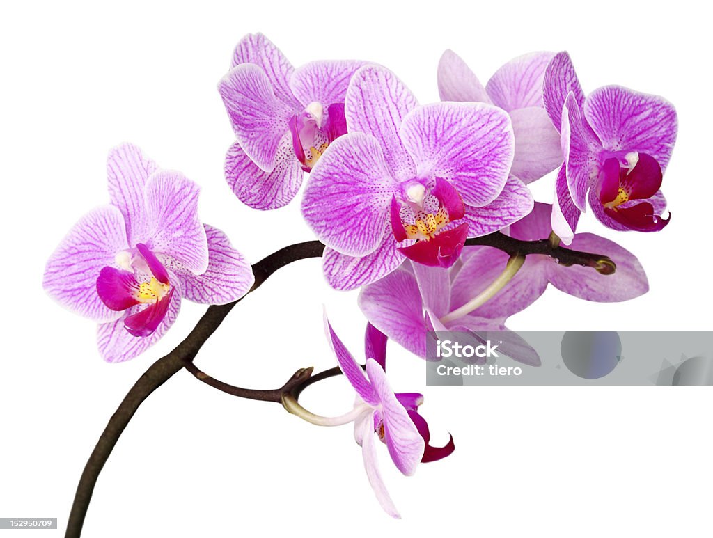 Orchidea isolato - Foto stock royalty-free di Bellezza naturale