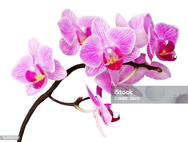 Orchidea Isolato - Fotografie stock e altre immagini di Bellezza naturale - Bellezza naturale, Bianco, Bocciolo