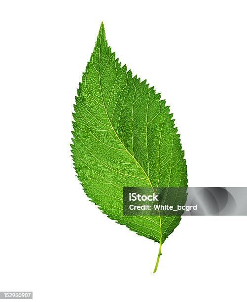 Green Leaf Isoliert Auf Weißem Hintergrund Stockfoto und mehr Bilder von Blatt - Pflanzenbestandteile - Blatt - Pflanzenbestandteile, Clipping Path, Einzelner Gegenstand