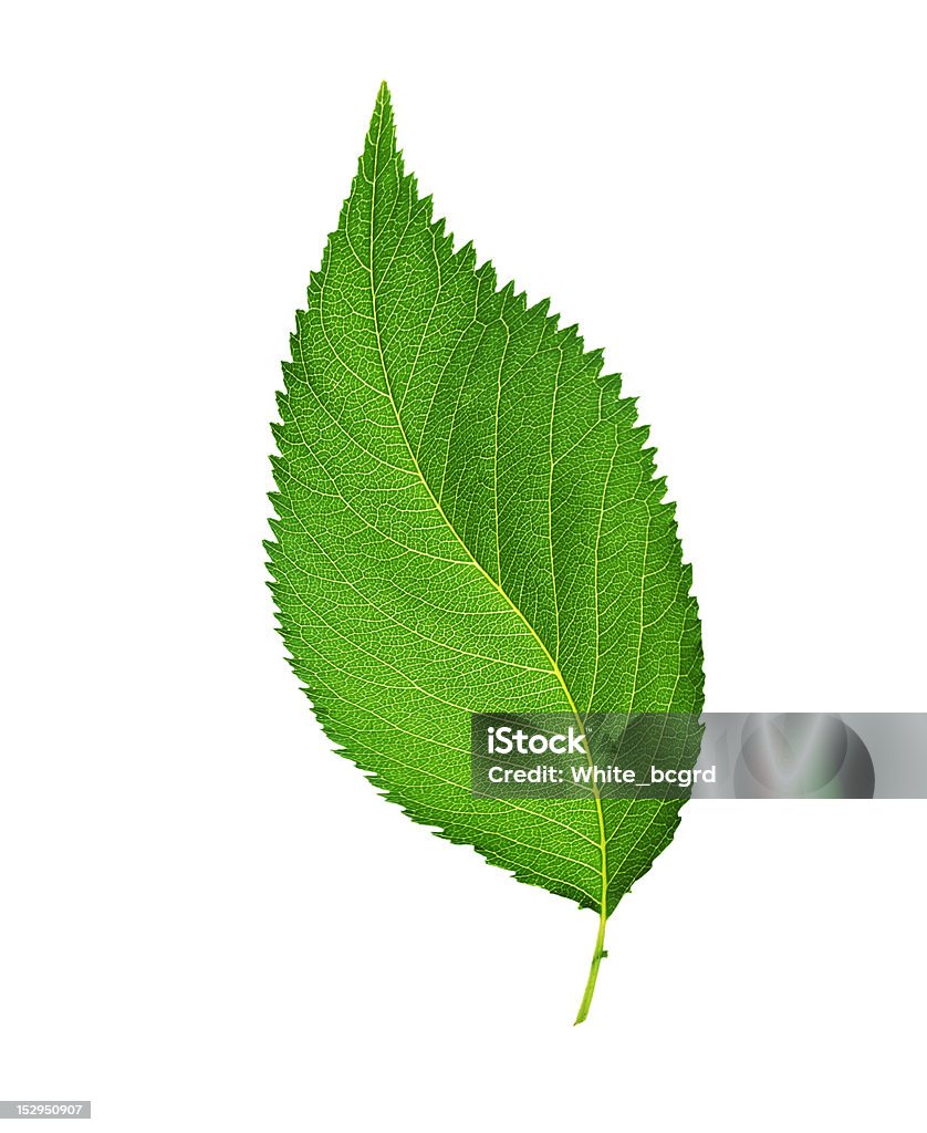 Green leaf. Na białym tle - Zbiór zdjęć royalty-free (Bez ludzi)