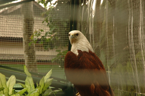 Bald Eagle (Haliaeetus leucocephalus)  resting in a tree