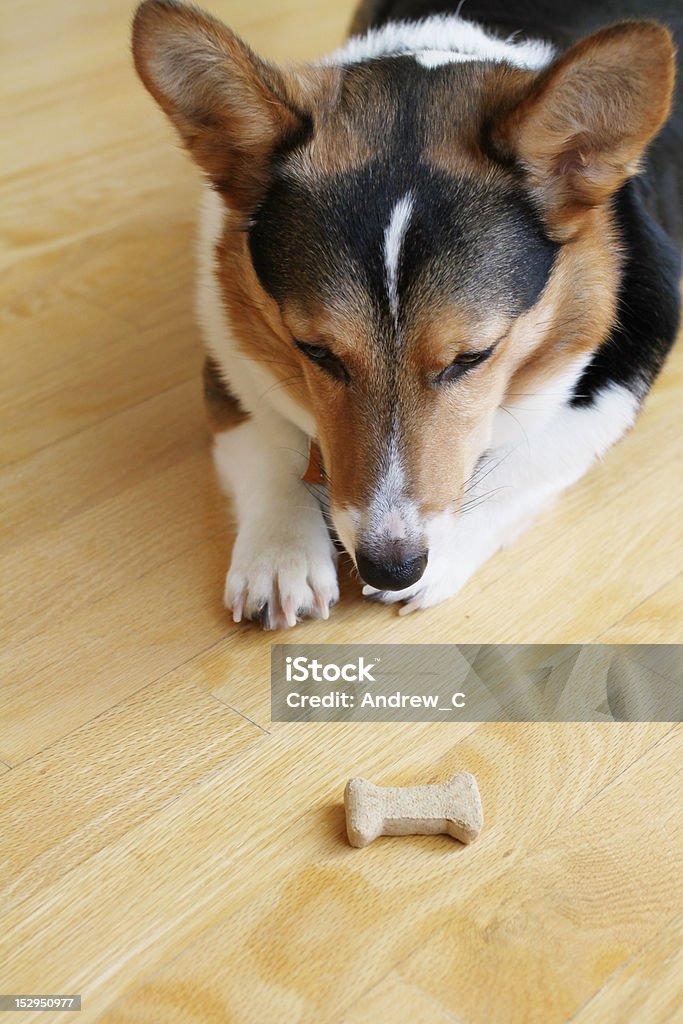 Obedient Dog An obedient Pembroke Welsh Corgi waiting on command to eat the treat. Dog Stock Photo