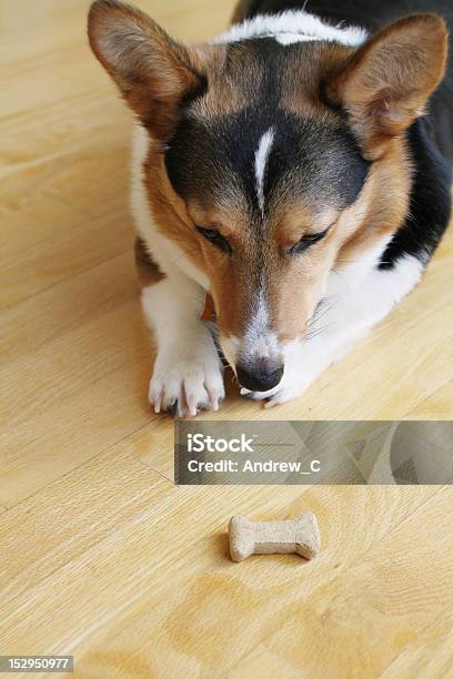 Obedient Dog Stock Photo - Download Image Now - Dog, Moving Down, Staring