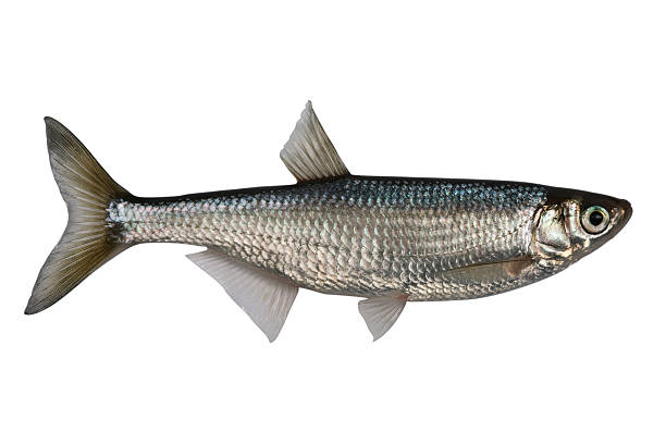 istock Alburnus , Ablet  freshwater fish, isolated on white 152951024