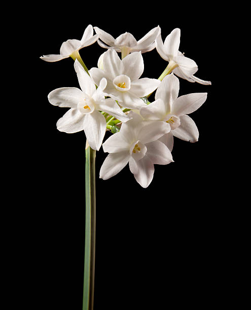 istock Narcissus papyraceus; Paperwhite 152951239