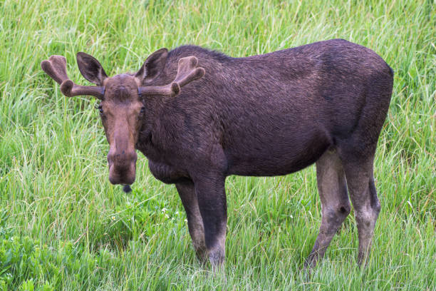 istock Bull Moose in the Colorado Rocky Mountains 1529513580