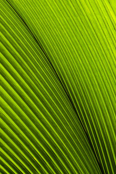 istock Close up of Tropical Green Leaf Texture 152951522