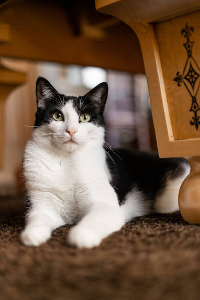 istock Cat Portrait Under Decorative Wooden Table Focused Expression 1529517204
