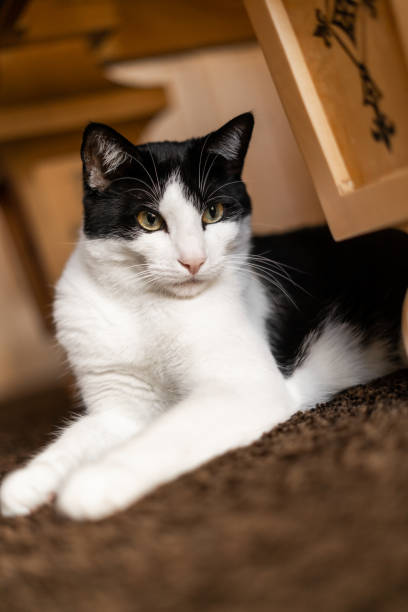istock Cat Deep Gold Yellow Eyes Portrait 1529517239