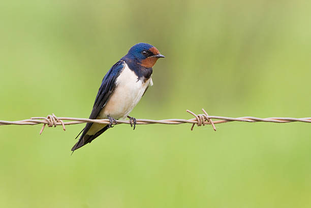 istock Barnswallow sitting on a barbwire with soft green 152952068