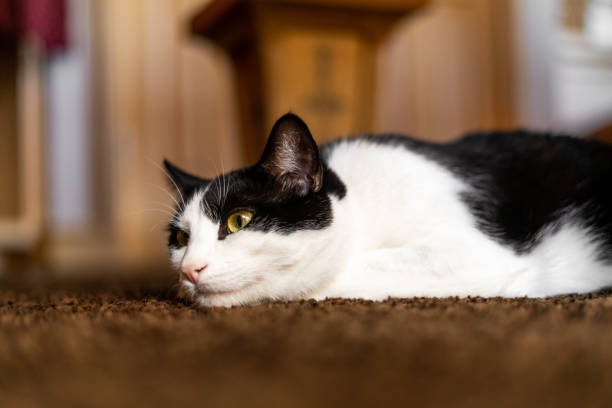 istock Cat Complete Relax Hidden Legs Laying Flat on Carpet 1529520818