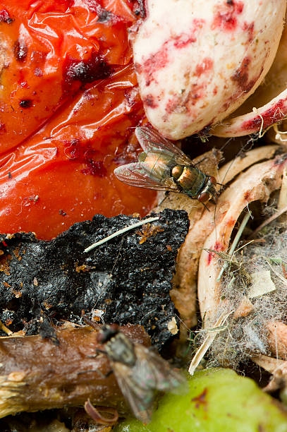istock Green housefly in rubbish 152952106