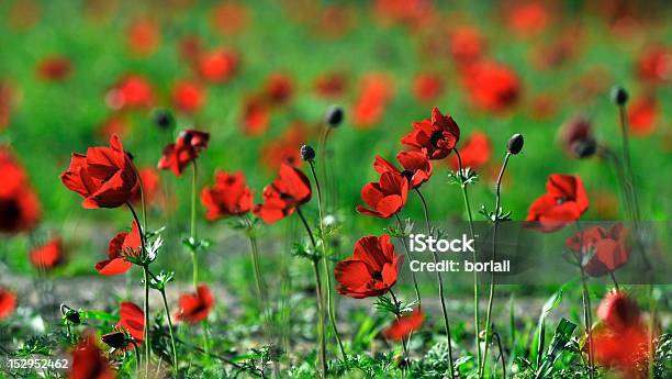 Poppy Anemones Foto de stock y más banco de imágenes de Agricultura - Agricultura, Aire libre, Amapola - Planta