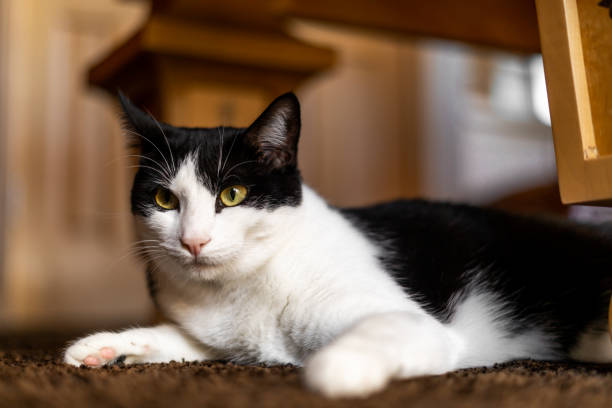 Cat Close Up Yellow Eyes Under Table