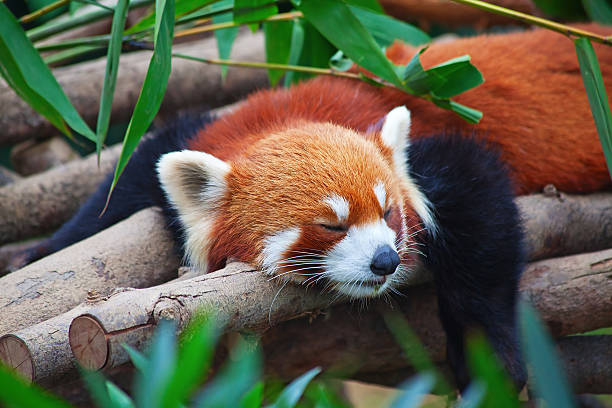 Red panda (firefox) Red panda (firefox) sleeping on the tree fire fox stock pictures, royalty-free photos & images