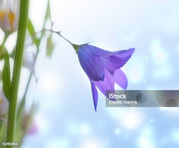 Little Bell Flores De Primavera Foto de stock y más banco de imágenes de Azul - Azul, Belleza de la naturaleza, Cabeza de flor