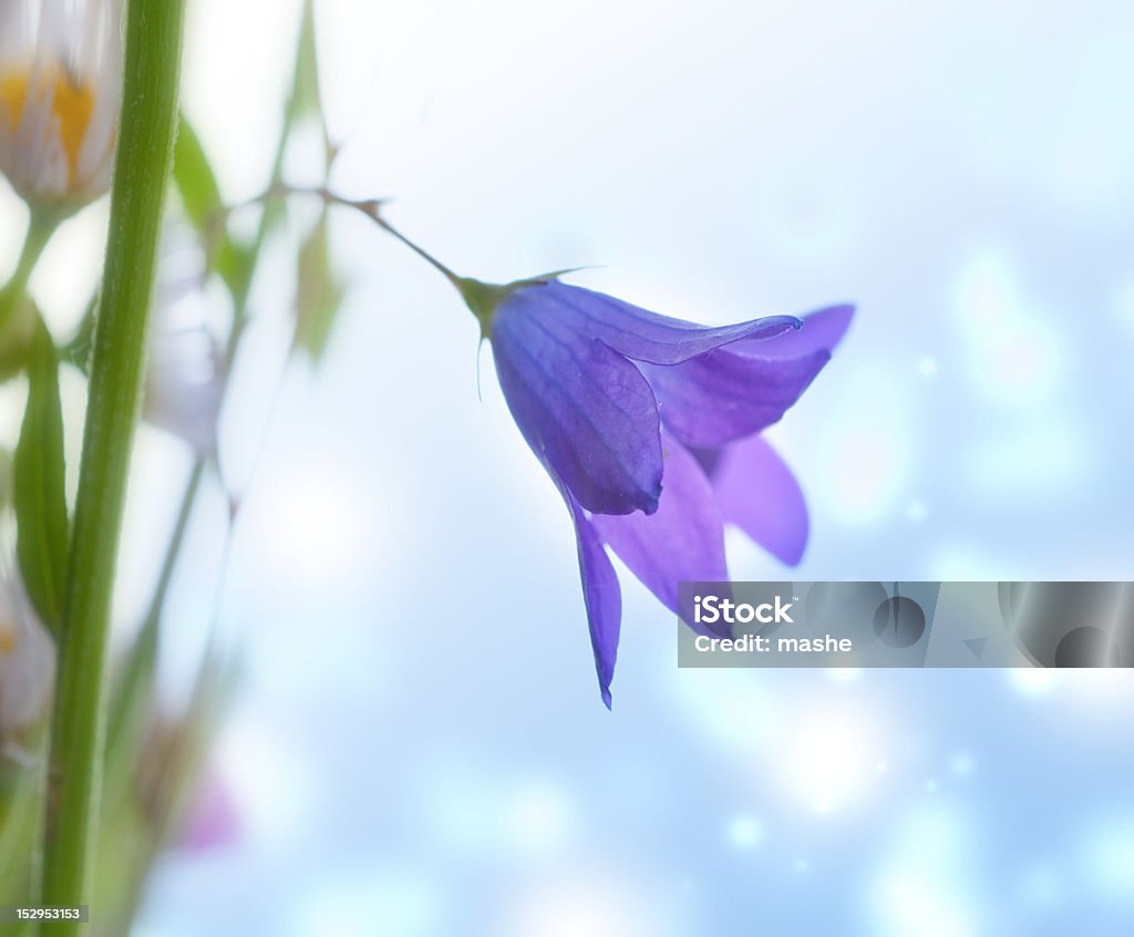 Little primavera flores bell - Foto de stock de Azul royalty-free
