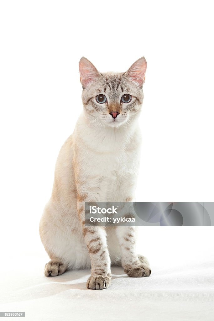 Young tabby. Thai cat. Animal Stock Photo