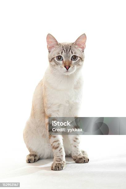 Young Tabby Stock Photo - Download Image Now - Animal, Beauty In Nature, Domestic Cat