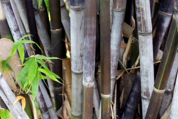 istock Black bamboo plant in the garden 1529535253