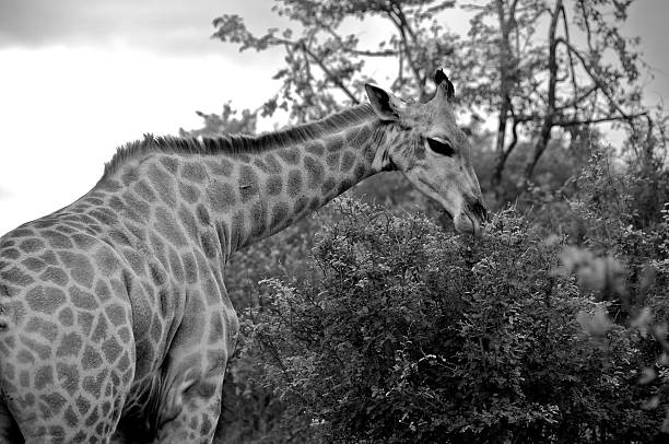 istock Giraffe - Zambezi National Park, Zambia 152953639