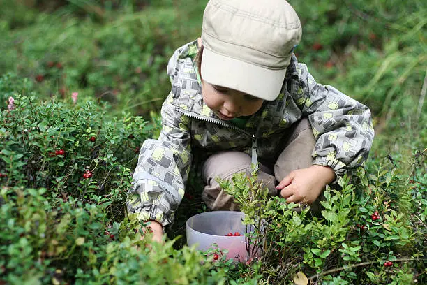 A young boy gathering wild berries