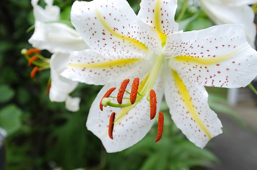 Lilium Auratum (golden-rayed lily, goldband lily).