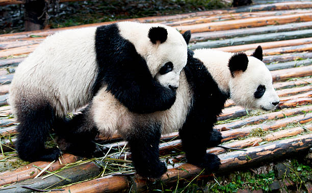 ジャイアントパンダパンダ - panda giant panda china eating ストックフォトと画像