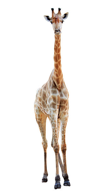 istock female long neck giraffe isolated 152954237