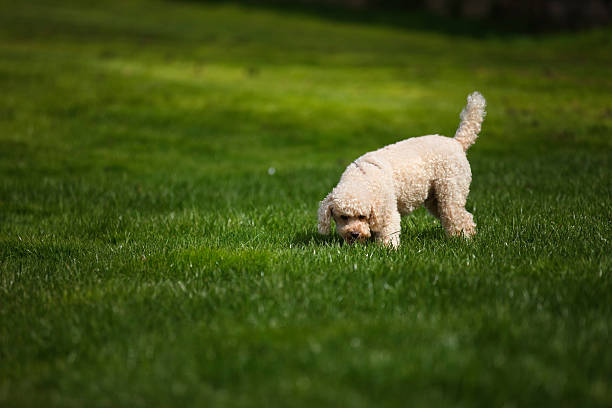 Sniffing - foto stock