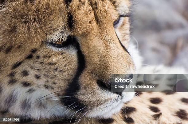 Exreme Closeup Cheetah Stock Photo - Download Image Now - Africa, Animal, Animal Markings