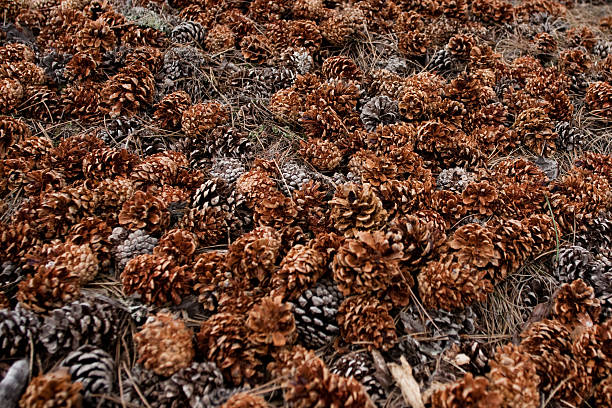 Bunch of pine cones stock photo
