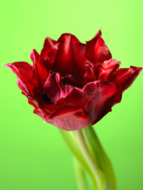 Beautiful red tulip flower over light green background stock photo
