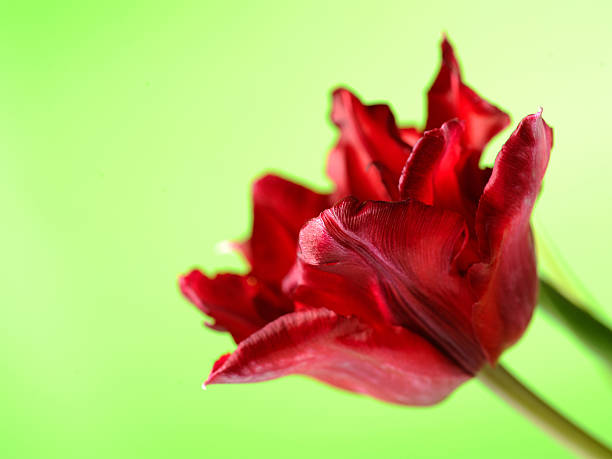 Beautiful red tulip flower over light green background stock photo
