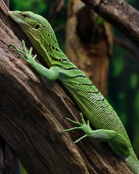 istock Green tree monitor 152954723