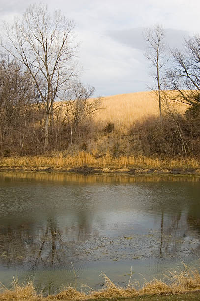 Pond stock photo