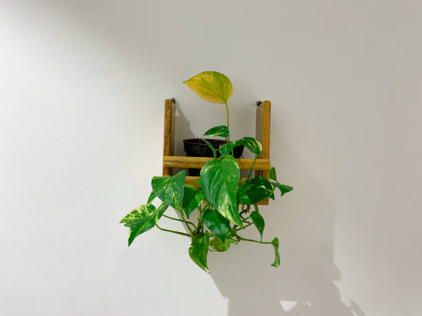 istock plants or hanging plant pots on a white wall 1529554596
