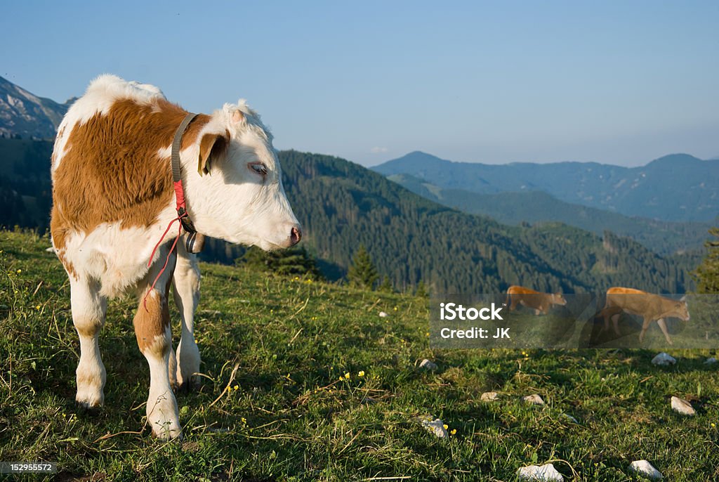 Calf in the mountains Calf in the mountains looking to it's collegues Agriculture Stock Photo