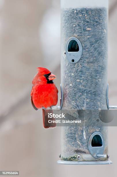 Male Cardinal Sits On Bird Feeder Stock Photo - Download Image Now - Adult, Animal, Animal Wildlife