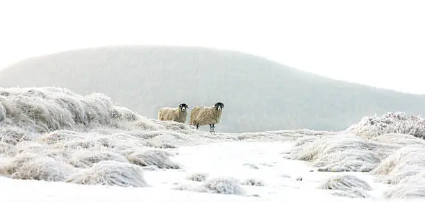 Photo of two sheep in snow