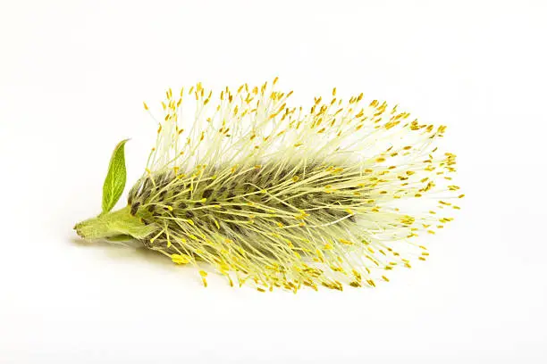 Pussy Willow catkin from low perspective isolated on white.