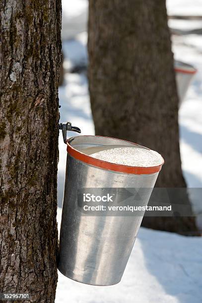 Traditionelle Ahornsirup Stockfoto und mehr Bilder von Ahorn - Ahorn, Ahornsirup, Baum